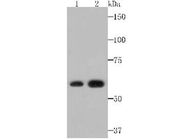 Rev-erb A alpha/NR1D1 Antibody (JU34-31), Novus Biologicals 100 &mu;l;